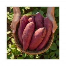 포슬포슬 진율미 밤고구마