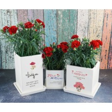 카네이션 인쇄화분(중))