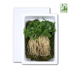 [더진한팜] 기운내삼 강원새싹삼 2-3년근 100주 (스티로폼 케이스)